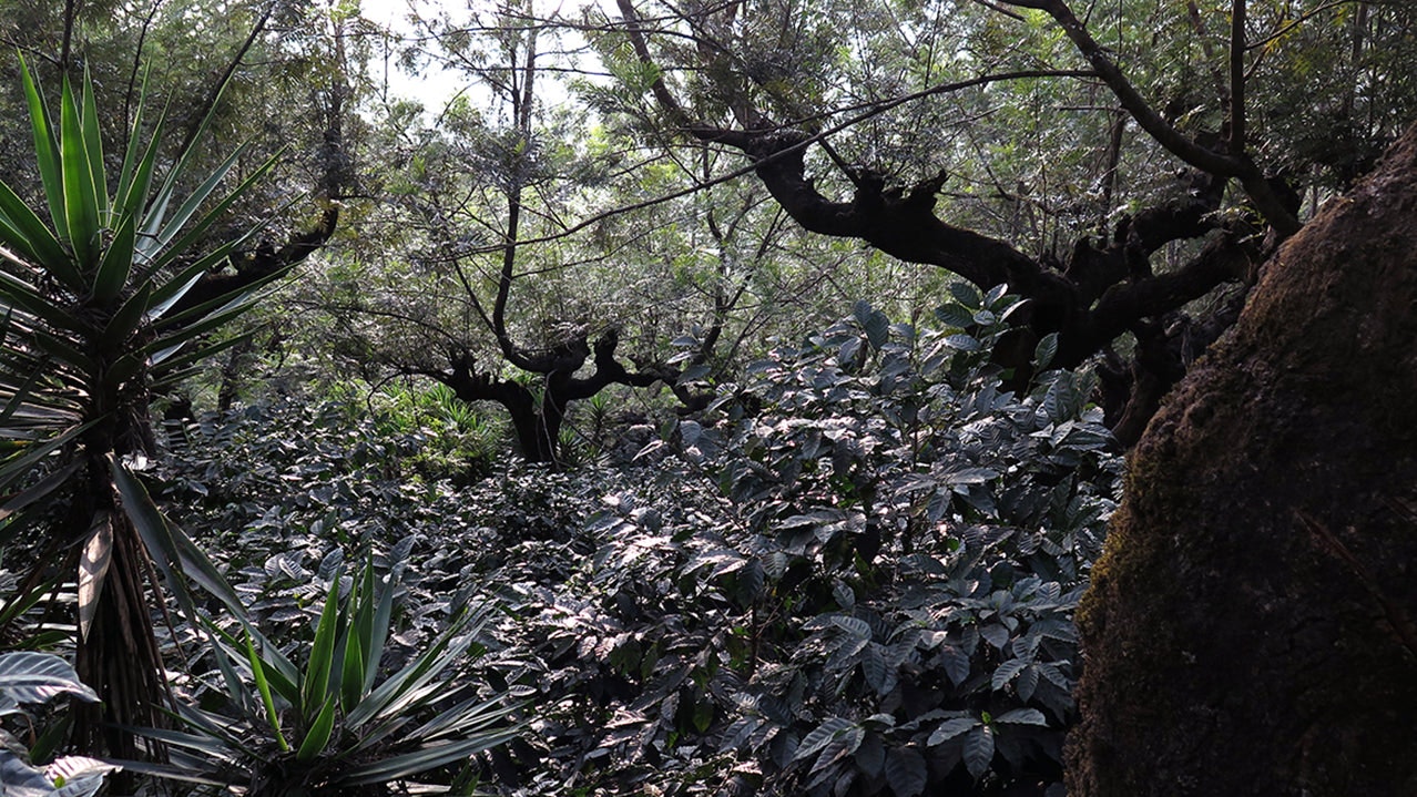 Image of Guatemalan landscape